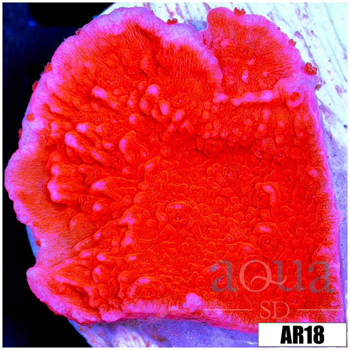Red Monti Cap