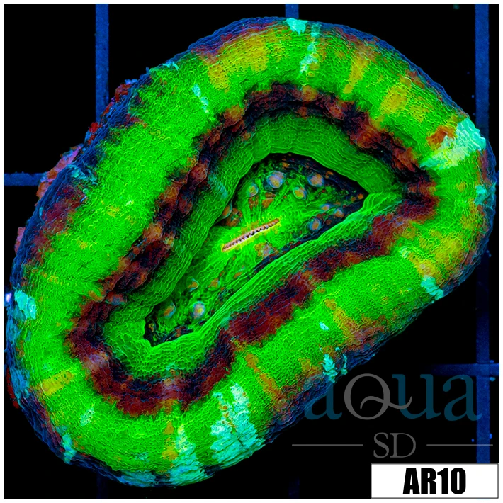 Iced UFO Scolymia