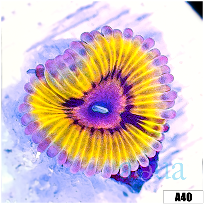 Chiquita Zoanthids