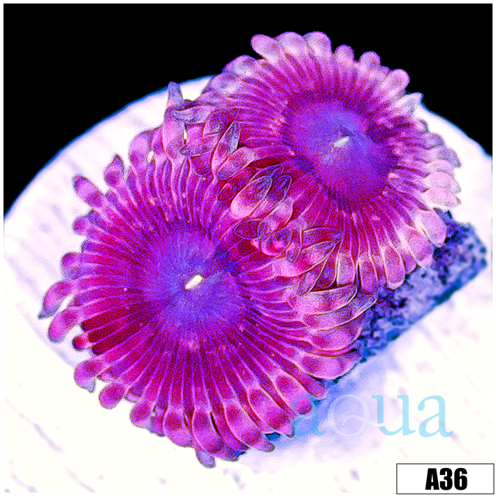 Halle Berry Zoas