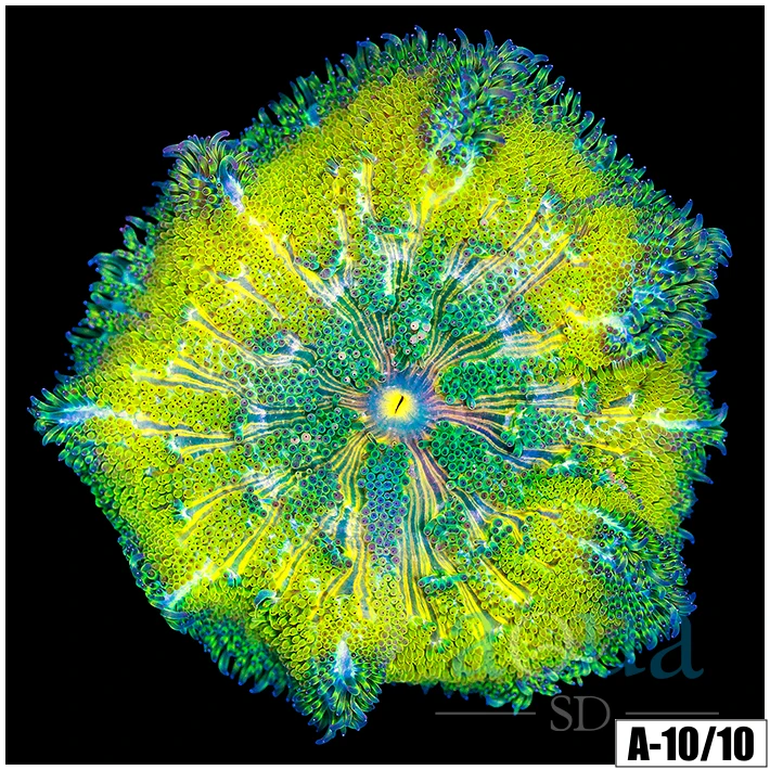 Yellow Maxi Mini Carpet Anemone