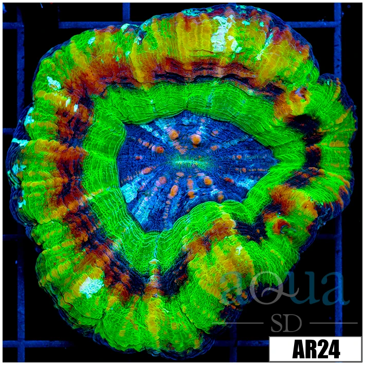 Iced UFO Scolymia