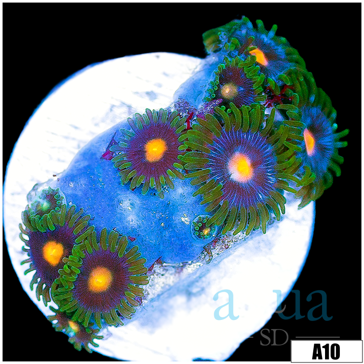 Blow Pop Zoas
