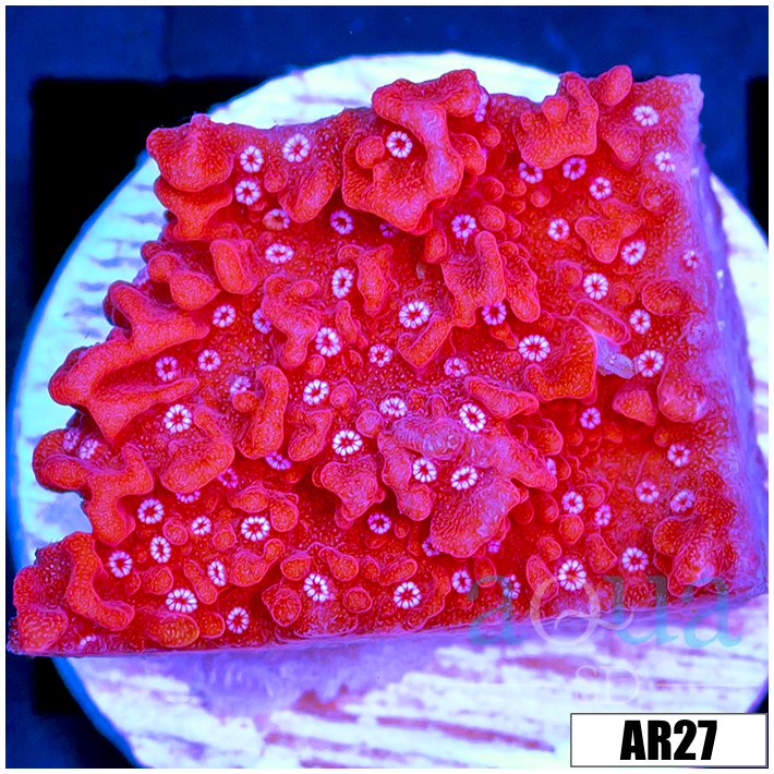 Phoenix Montipora