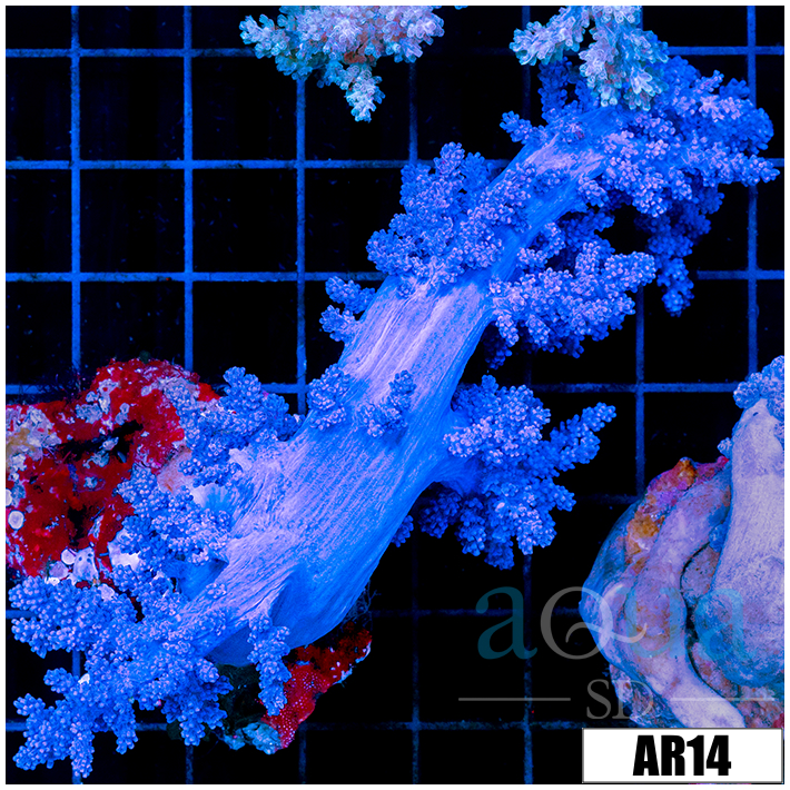 Purple Nephthea Tree Coral