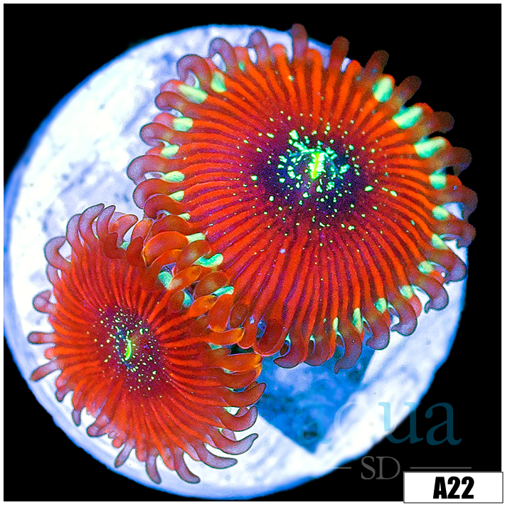 ASD Magician Zoanthids