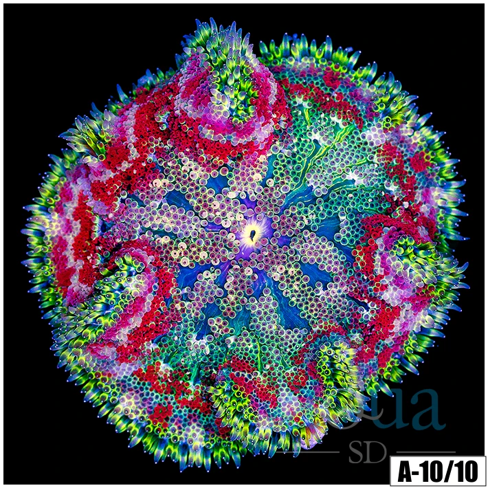 Red Maxi Mini Carpet Anemone