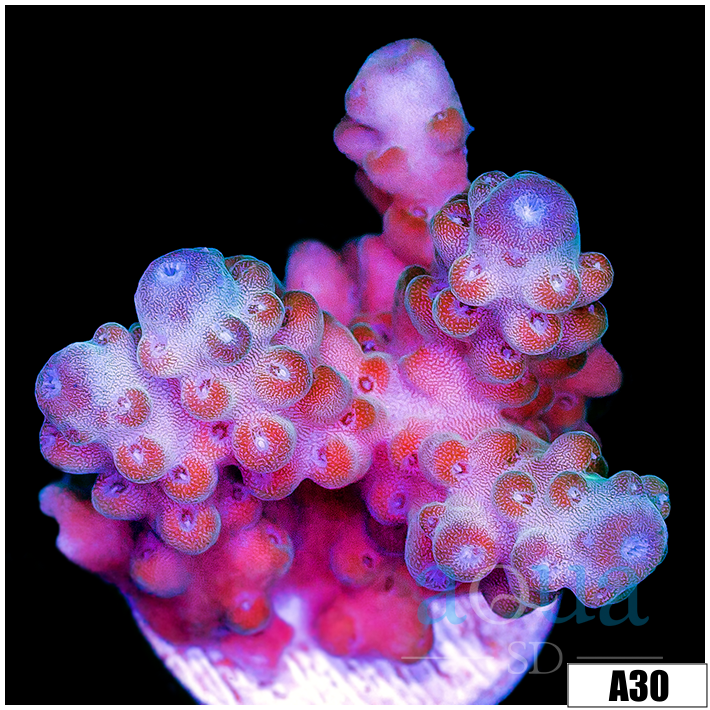 Cherry Blush Acropora