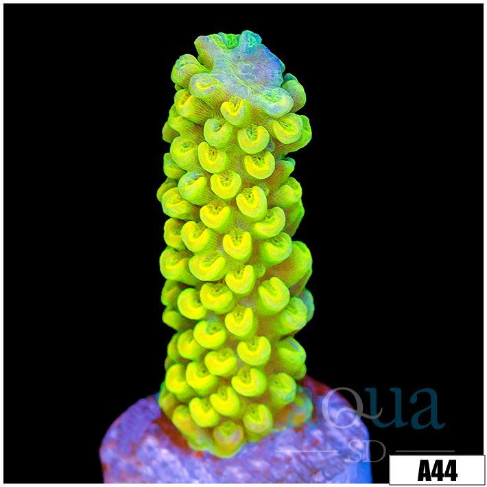 ASD Green Slimer Acropora