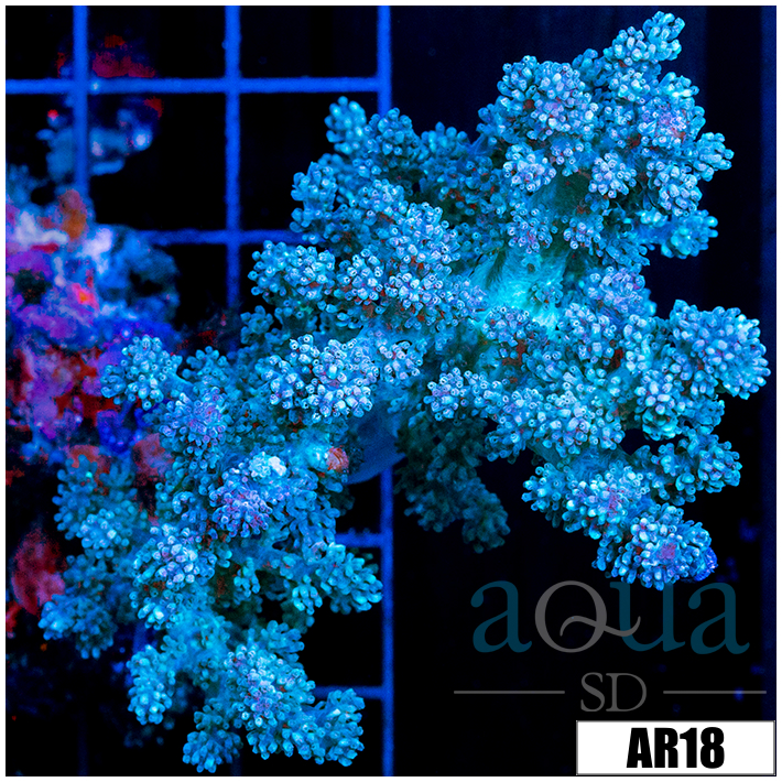 Nephthea Tree Coral