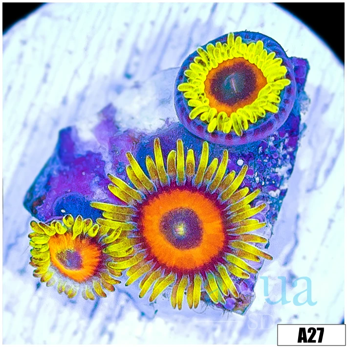 Super Saiyan Zoas