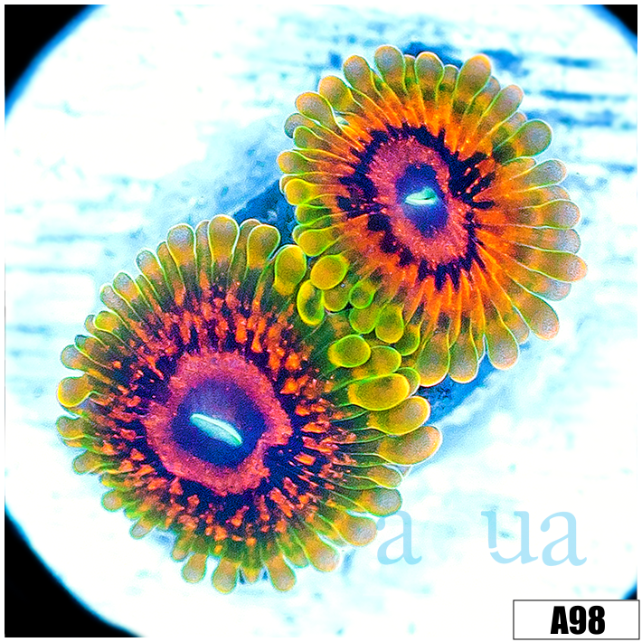 Grand Master Krak Zoas