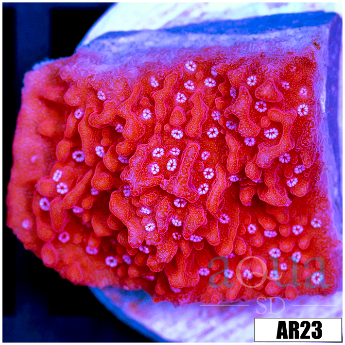 Phoenix Montipora