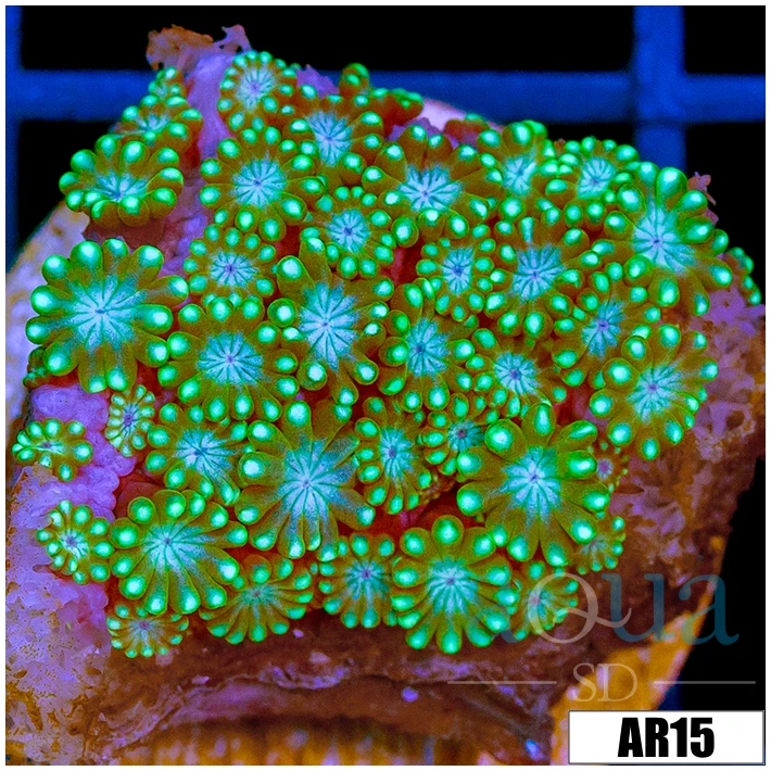 Neon Iced Binding Alveopora