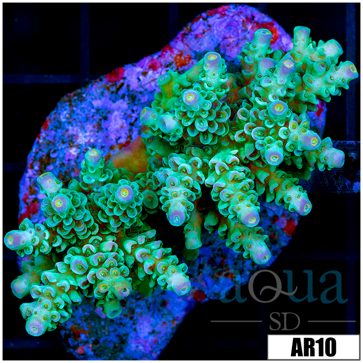 Honeydew Tenuis Colony