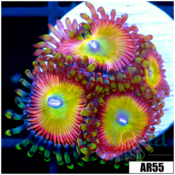 Candy Apple Zoas