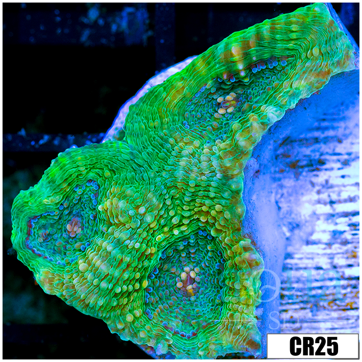 Citrus Acan Echinata