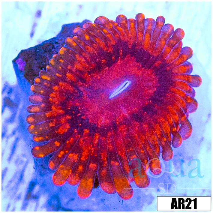 Devils Armor Zoas