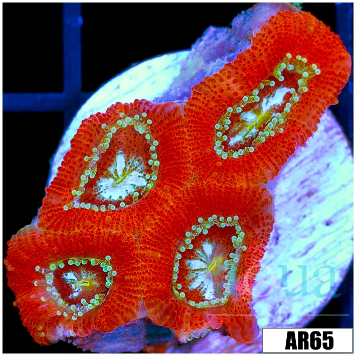 Lazer Eyes Acan Micromussa