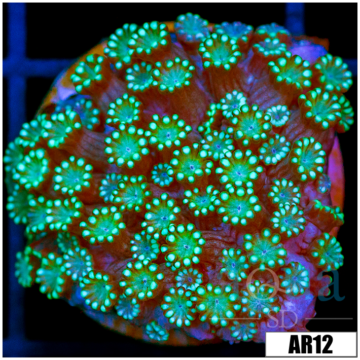 Neon Iced Binding Alveopora