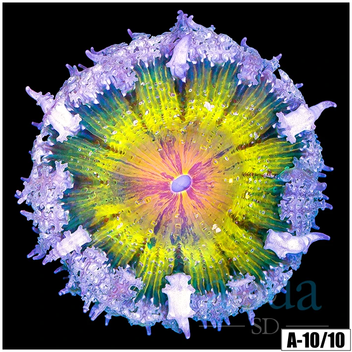 Banana Core Rock Flower Anemone