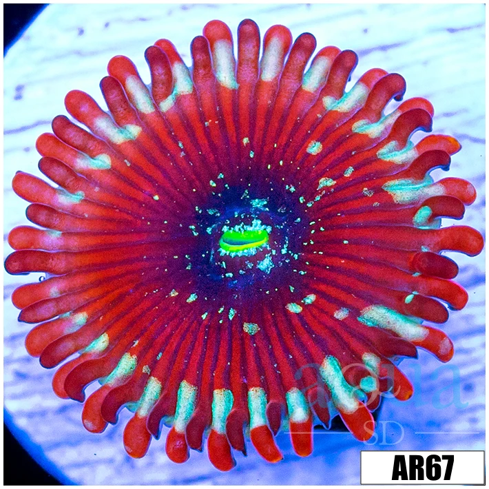 Magician Zoas