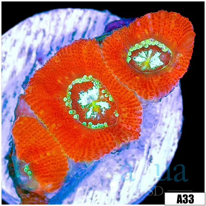 Lazer Eyes Acan Micromussa