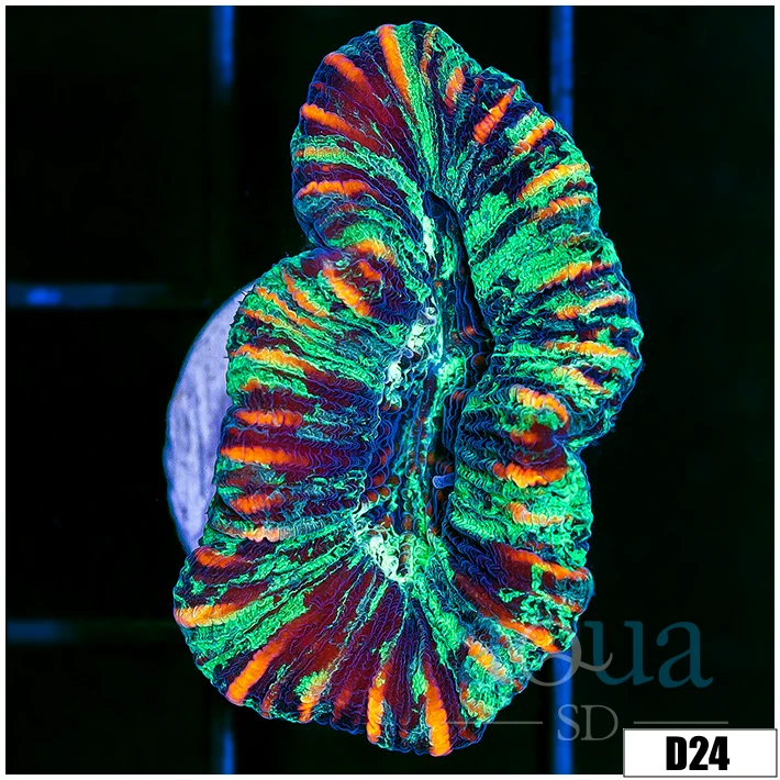 Aussie Tiger Striped Splatter Trachy