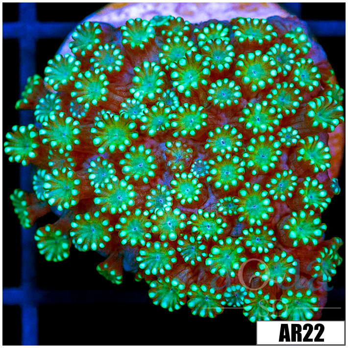 Neon Iced Binding Alveopora