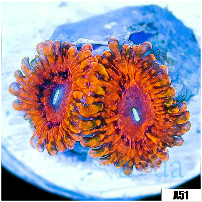 Orange Krak Zoas