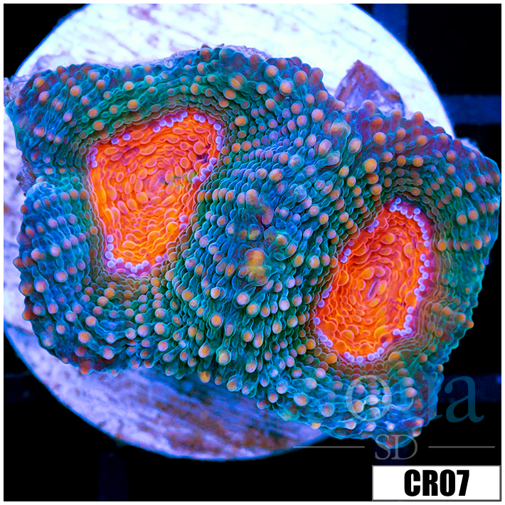 Pumpkin Eye Acan Echinata
