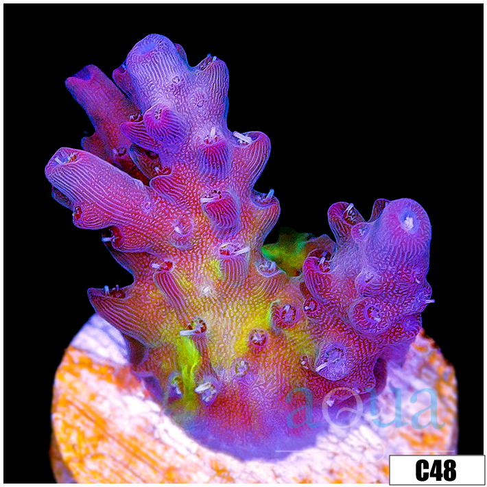 ASD Wonderland Acropora