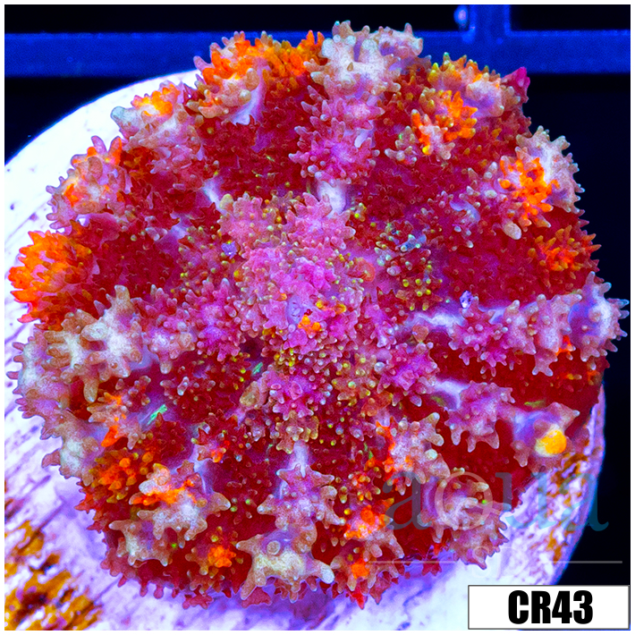 Candy Snowflake Rhodactis
