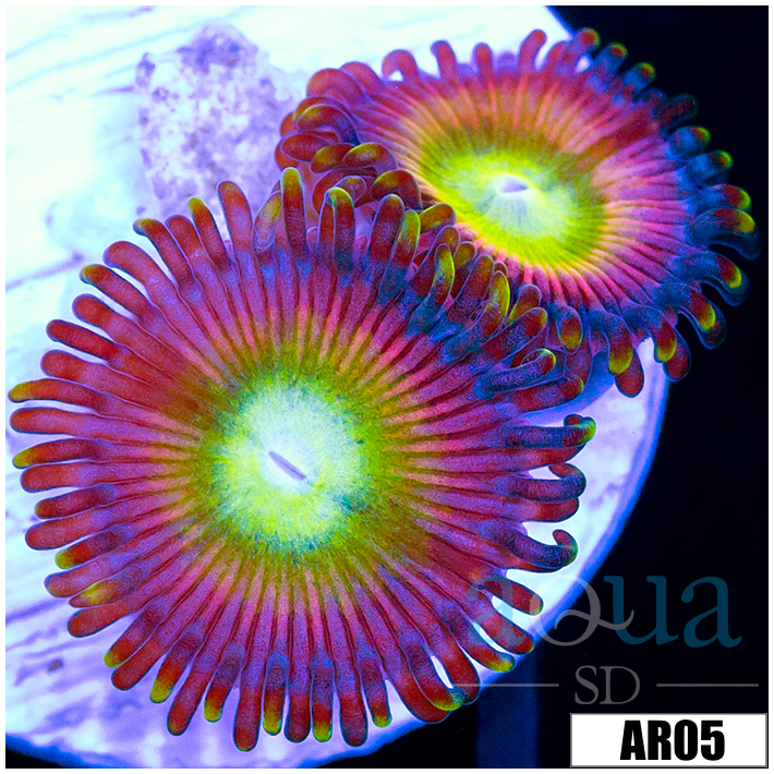 Candy Apple Zoas
