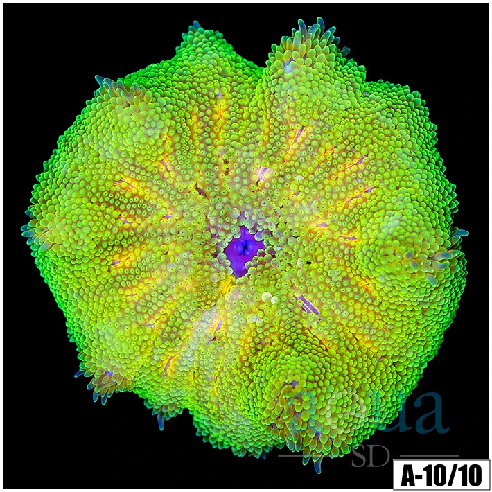 Neon Martinensis Carpet Anemone