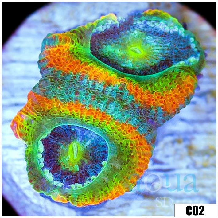 ASD Rainbow Mango Acan Micromussa