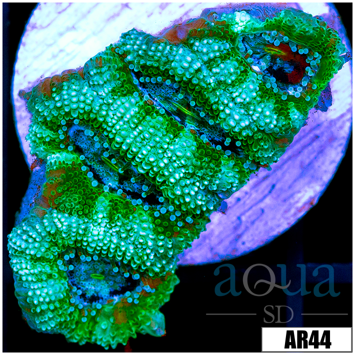 Minty Fresh Acan Lord