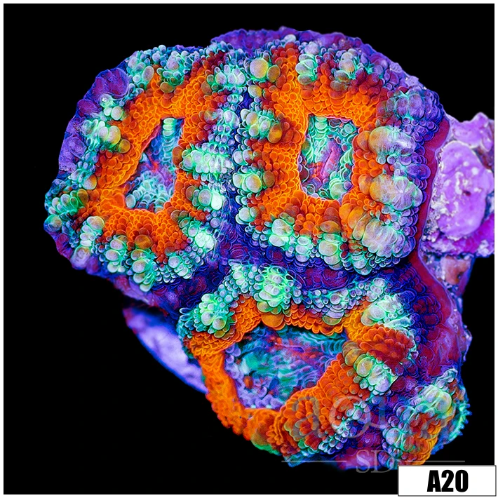 Teal Claw Acan Lord