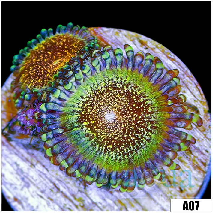 HR Death Star Zoas
