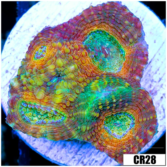 Mango Tango Acan Echinata