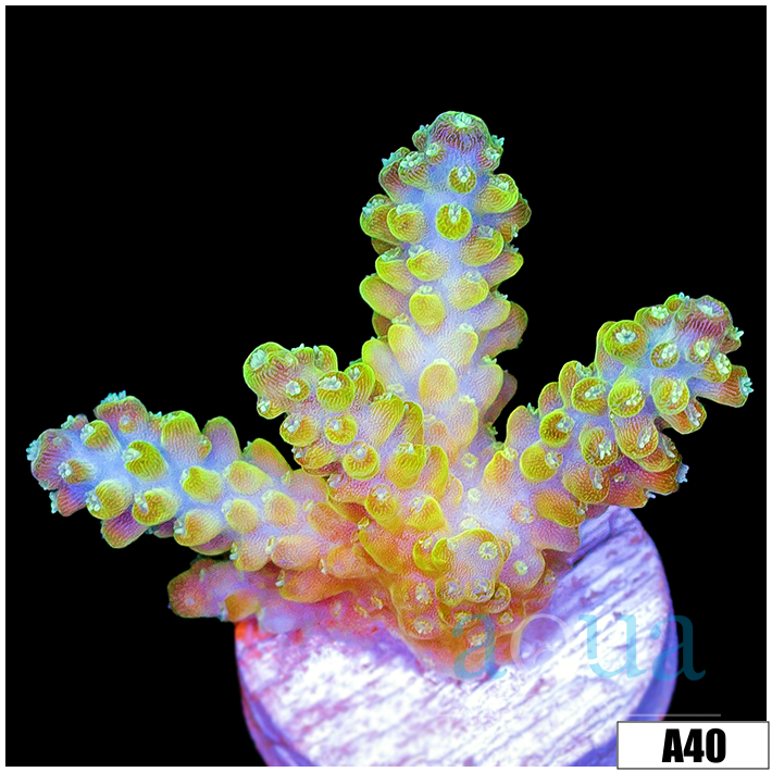 Honey Crystal Acropora