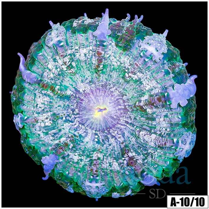 Vietnam Rock Flower Anemone