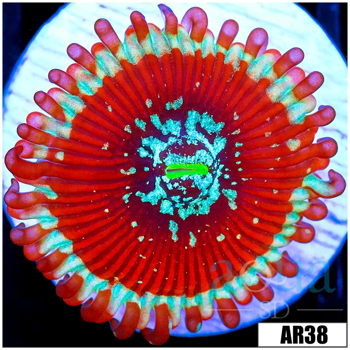 Magician Zoas