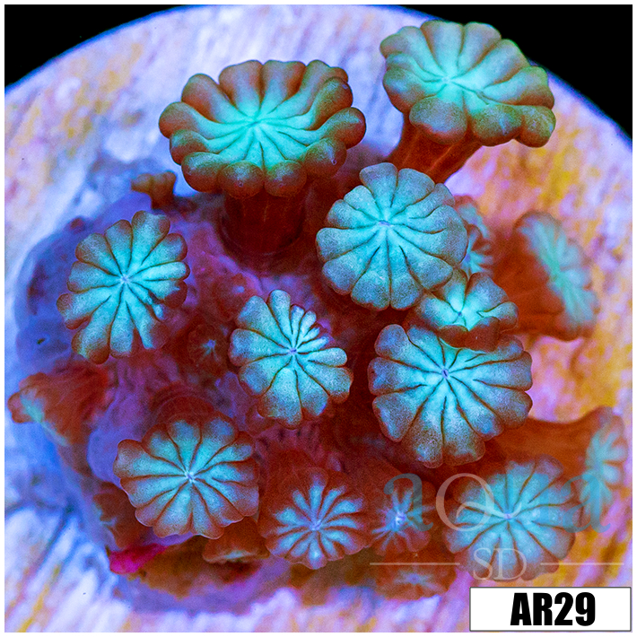 Iced Berry Petal Alveopora