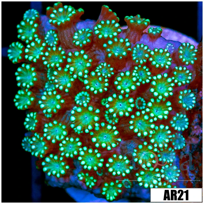 Neon Iced Binding Alveopora