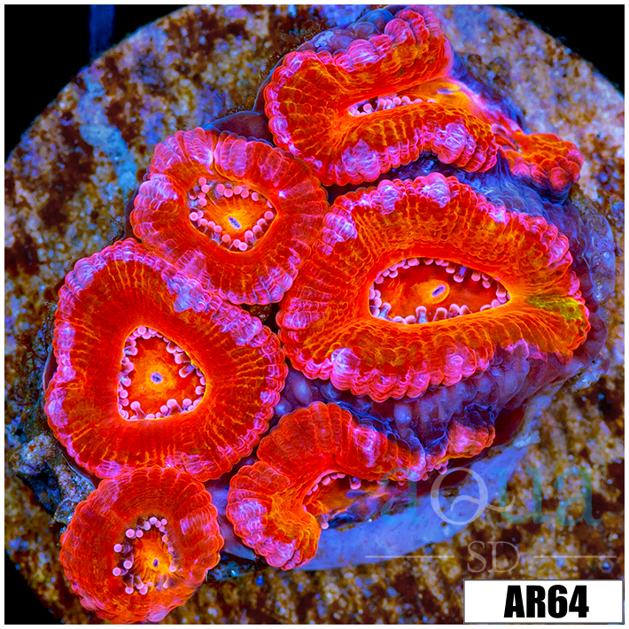 Cultured Rainbow Acan Lord