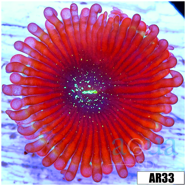 Magician Zoas
