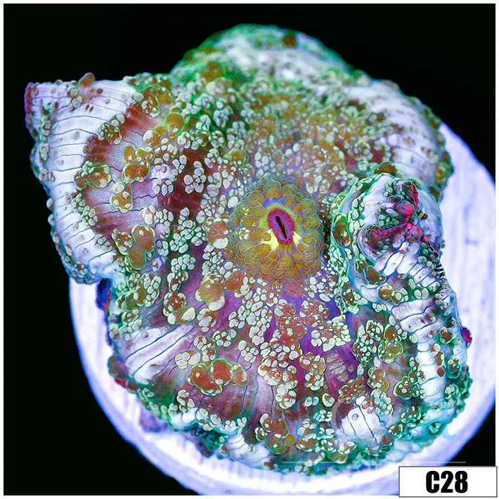 Snowstorm Discosoma