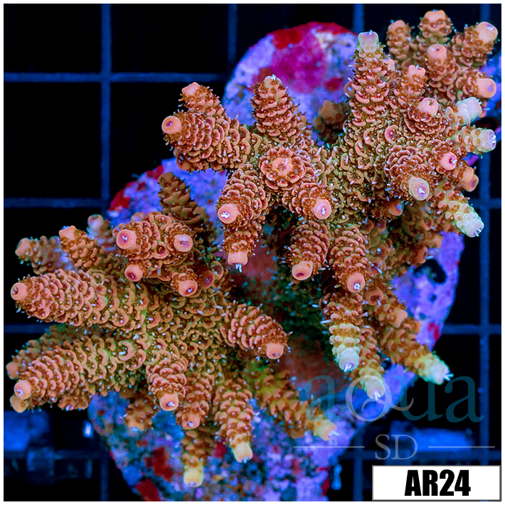 Sunset Mille Colony