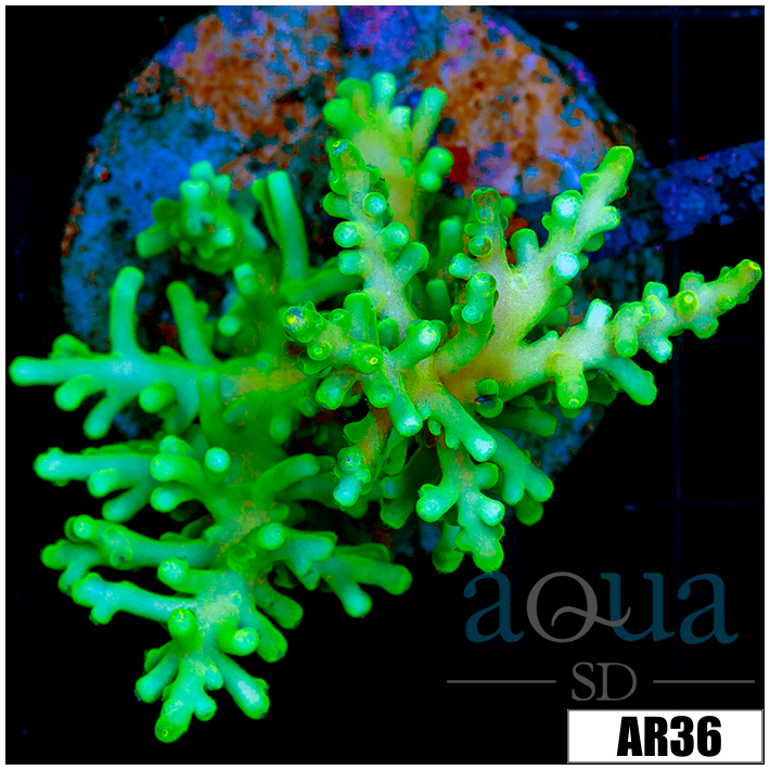 Deep Water Emerald Tort Colony